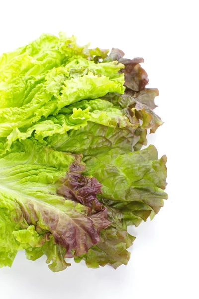 Red lettuce — Stock Photo, Image