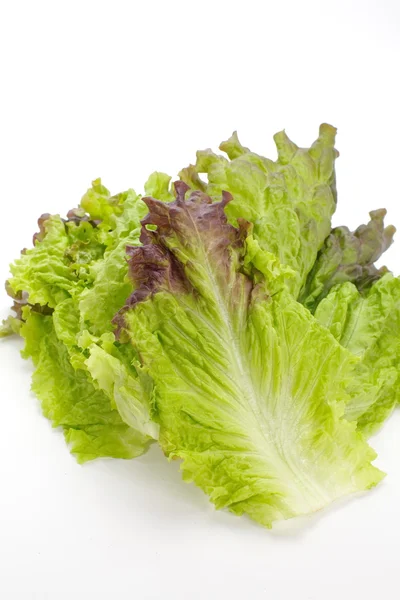 Red lettuce — Stock Photo, Image