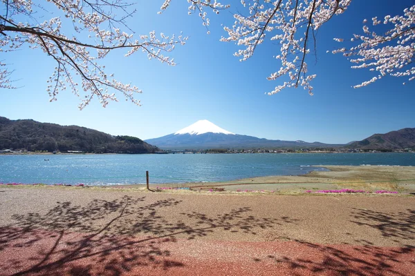 Montagna Fuji in primavera, Fiori di ciliegio Sakura — Foto Stock