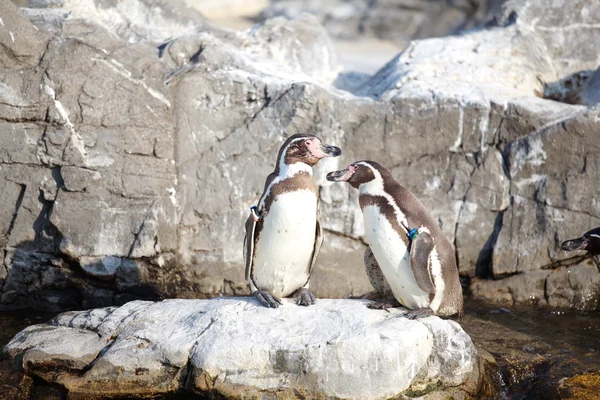 El pequeño pingüino —  Fotos de Stock