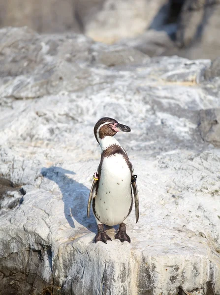 The little penguin — Stock Photo, Image