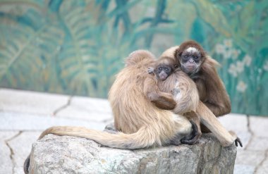 spider monkey kara teslim