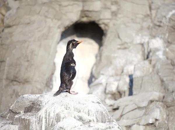 Malý tučňák — Stock fotografie