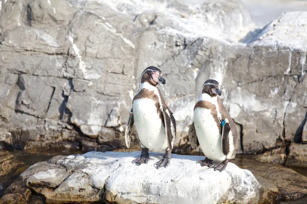 O pequeno pinguim — Fotografia de Stock