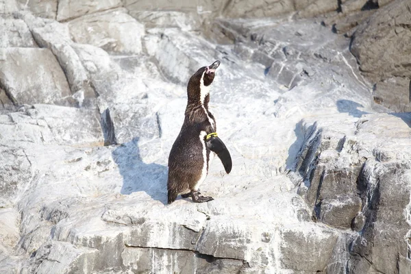 小さなペンギン — ストック写真