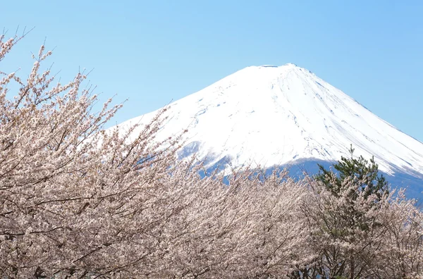 Hora Fudži v jaře, třešeň kvetoucí sakura — Stock fotografie