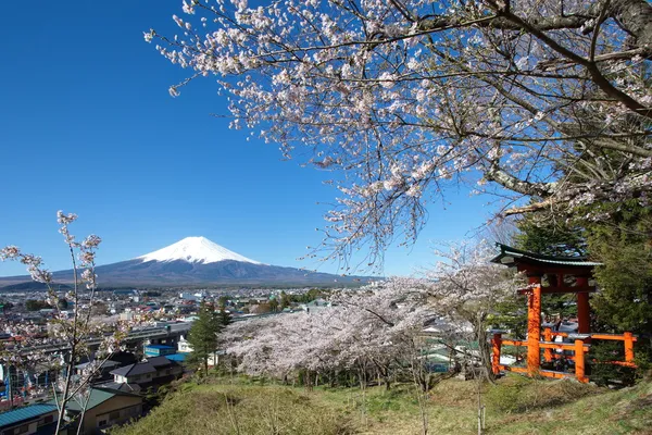 Montagna Fuji in primavera, Fiori di ciliegio Sakura — Foto Stock