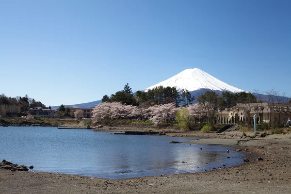 Hora Fudži v jaře, třešeň kvetoucí sakura — Stock fotografie