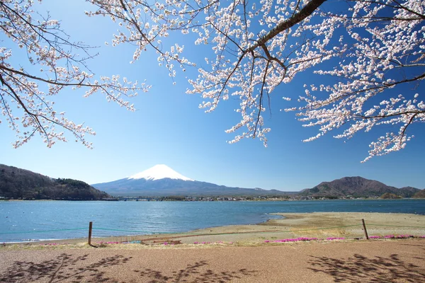 Montagna Fuji in primavera, Fiori di ciliegio Sakura — Foto Stock