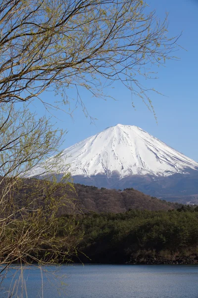 春、桜の花桜の山富士 — ストック写真