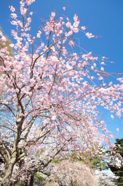 Sakura çiçeği