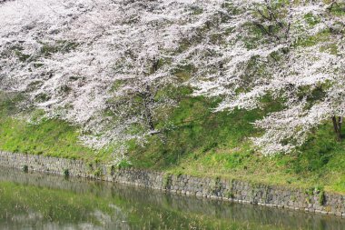 Kiraz çiçeği sakura.