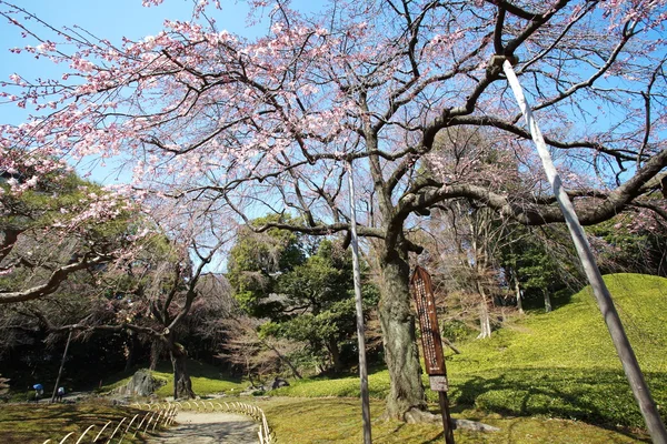 Sakura blossom — Stock Photo, Image