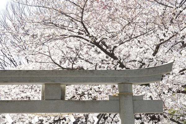 Sakura bloesem — Stockfoto