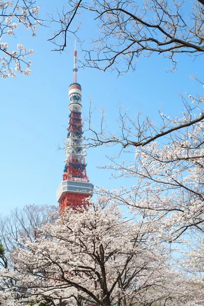 Токийская башня во время цветения вишни — стоковое фото