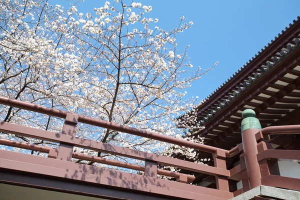 Sakura blossom — Stock Photo, Image