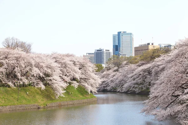 Sakura view in chidorigafuchi park — Stock Photo, Image