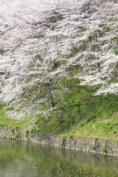 Fleur de cerisier sakura — Photo