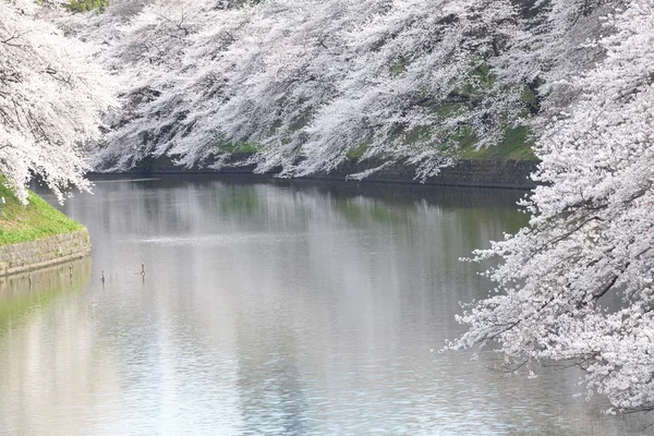 Japanese sakura trees — Stock Photo, Image