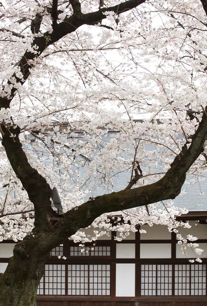 Sakura de flor de cerezo — Foto de Stock