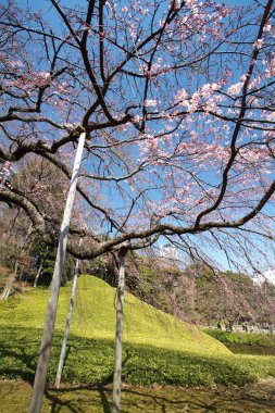 Chidorigafuchi park görünümünde Sakura