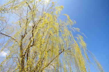 Sarı ve yeşil yaprakları ile büyük ağaç