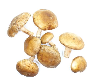 taze mantar champignon