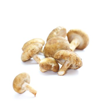 taze mantar champignon