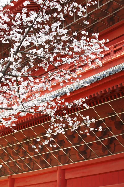Zobacz Sakura w parku chidorigafuchi — Zdjęcie stockowe