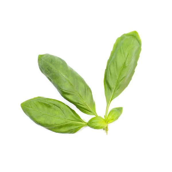 Sweet basil leaves — Stock Photo, Image