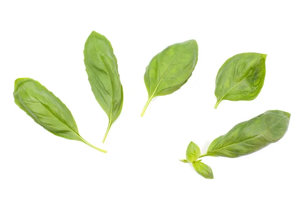 Sweet basil leaves — Stock Photo, Image