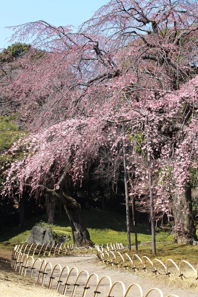 Sakura vy i chidorigafuchi park — Stockfoto