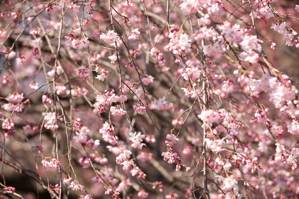 Sakura view in chidorigafuchi park — Stock Photo, Image
