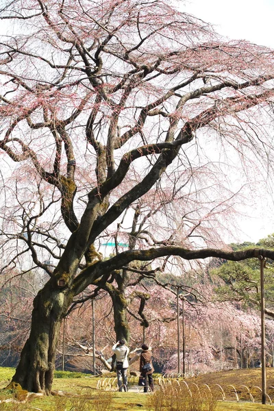Vista sakura nel parco chidorigafuchi — Foto Stock