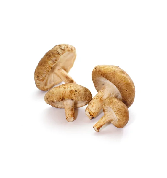 Champignon mit frischen Pilzen — Stockfoto