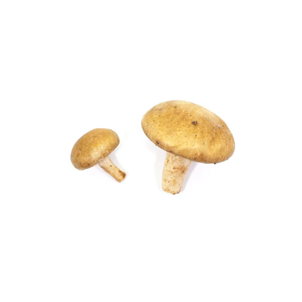 Champignon mit frischen Pilzen — Stockfoto