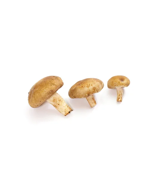 Свіжі гриби печериці — стокове фото