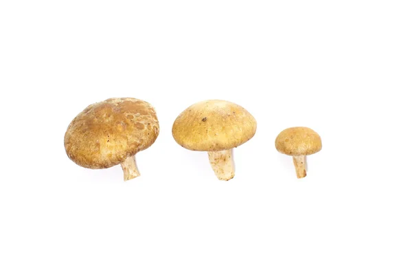 Champignon di funghi freschi — Foto Stock