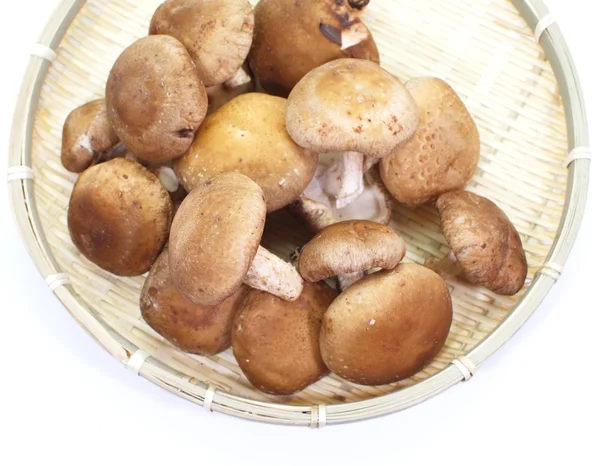 Taze mantar champignon — Stok fotoğraf