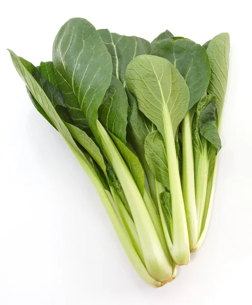 新鮮な白菜の熟した — ストック写真
