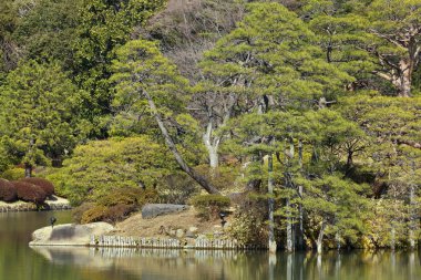 sonbahar ağaç orman 
