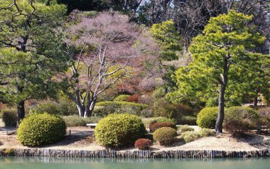 sonbahar ağaç orman 