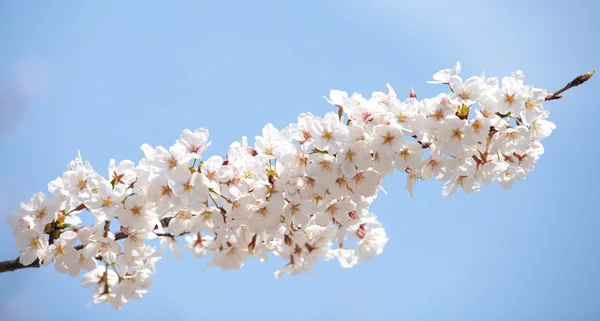 Sakura — Stock Photo, Image