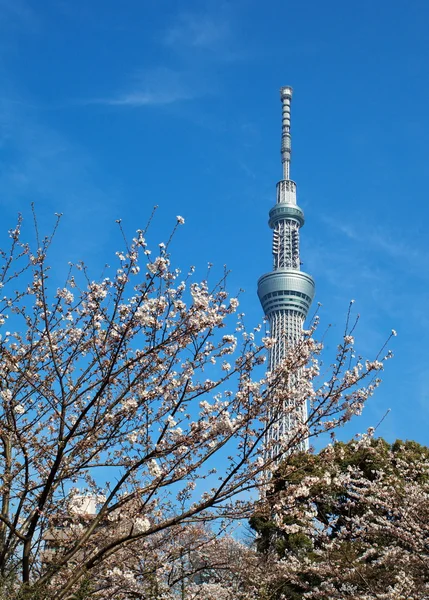 Tokyjskou sky tree — Stock fotografie