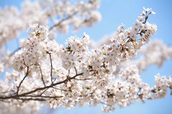 벚꽃 사쿠라 — 스톡 사진