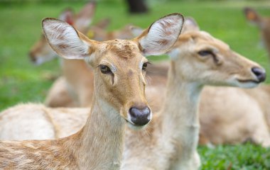 Vahşi doğada ELD s geyik 