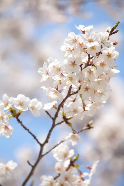 Cherry blossom sakura — Stock Photo, Image