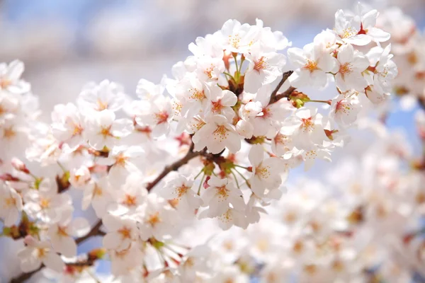 Cherry blossom sakura — Stock Photo, Image