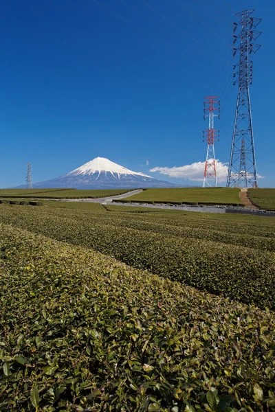 Grönt te plantage — Stockfoto