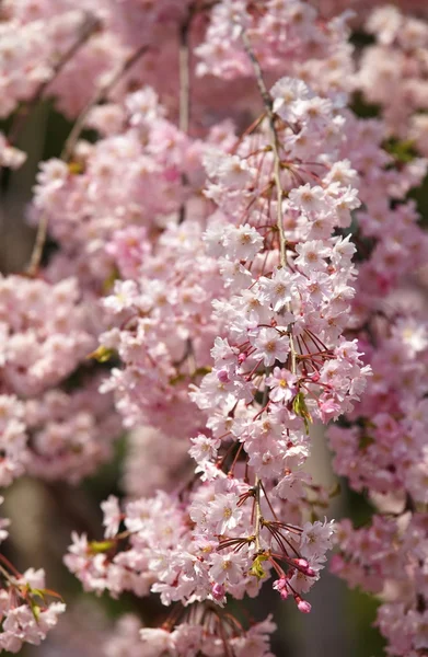 Flor de cerejeira sakura — Fotografia de Stock